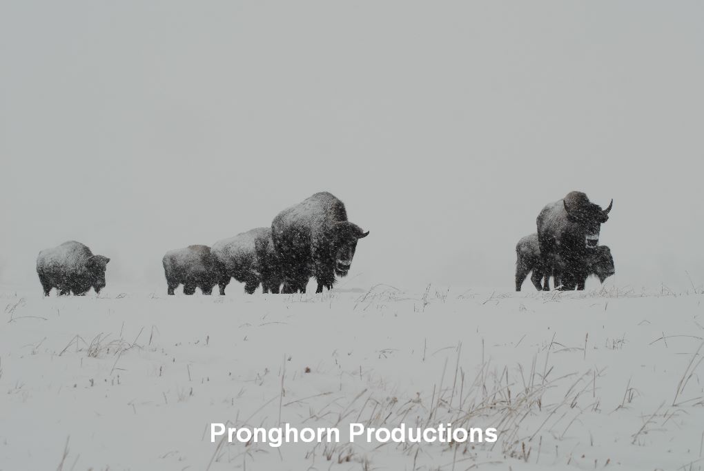 Bison Herd in Winter