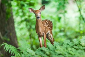 deer, mammal, young-1367217.jpg