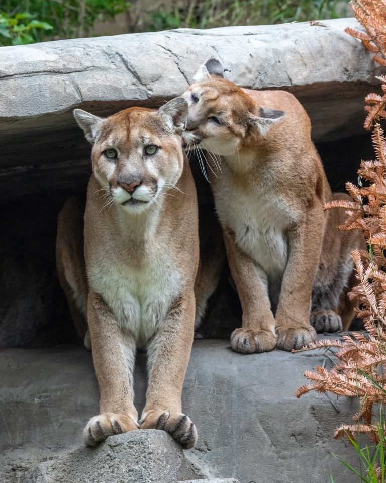 brown animals during daytime Mountain Lion
